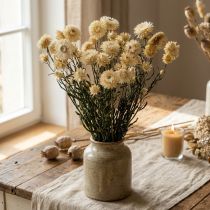 daiktų Sauso dekoravimo šiaudinių gėlių kremas helichrysum džiovintas 50cm 30g
