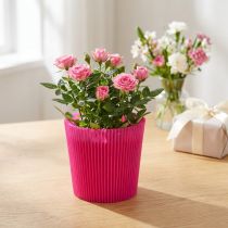 daiktų Plisuoti rankogaliai Cerise 14,5cm 100 vnt