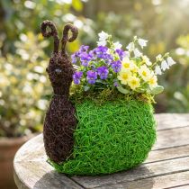 daiktų Sodintuvas Sraigė Vine Natural, Žalia 21x14cm H26cm