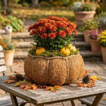 daiktų Augalų krepšelis moliūgas rudens dekoracija oranžinis Ø22cm A17cm