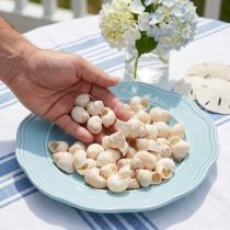 daiktų Midijos Umachi 500g