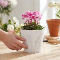 daiktų Plisuoti rankogaliai balti 10,5cm 100 vnt
