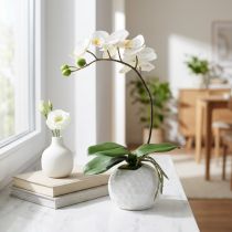 daiktų Phalaenopsis kremas keraminiame puode 33cm