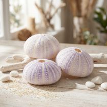 daiktų Jūros ežių kiauto korpusas baltai violetinės spalvos Ø4-6cm 12 vnt