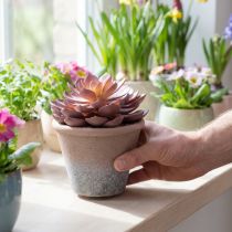 daiktų Sultingas augalas vazone Echeveria dirbtinės raudonos vintage Ø15cm H16cm
