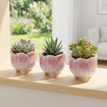 daiktų Mini sėjamoji keraminė vazoninė gėlė Ø8cm H7cm 3vnt