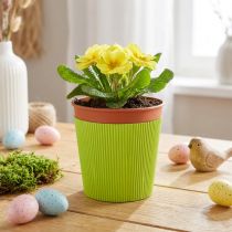 daiktų Plisuoti rankogaliai gėlių vazonams šviesiai žalia 14,5cm 100 vnt