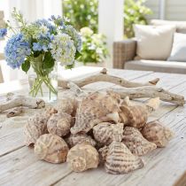 daiktų Sraigių kiautų dekoravimas jūrinių sraigių rudas kremas 4-6cm 300g