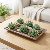 daiktų Sultingas Echeveria Ø6,5cm L11cm 6 vnt