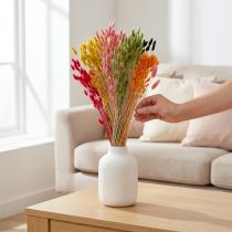 daiktų Kiškio uodegos žolė Lagurus džiovinta spalvota 60cm 50g