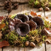 daiktų Kalix Mushroom Natūralūs lakuoti sausi grybai Dekoracija Didelis 50 vnt