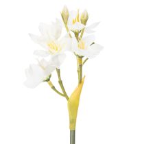 daiktų Narcizo šakelė sezoninėms vestuvių kompozicijoms, graži, 33 cm, 6 vnt.