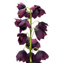 daiktų Tikroviška fritilarijos kopija elegantiškoms kompozicijoms ir puokštėms 78 cm