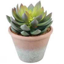 daiktų Sultingas augalas vazone Echeveria dirbtinai žalias vintage Ø15cm H16cm