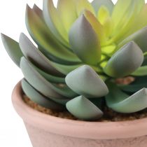 daiktų Sultingas augalas vazone Echeveria dirbtinai žalias vintage Ø15cm H16cm