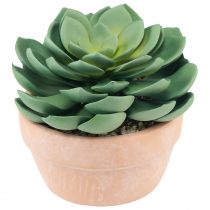 daiktų Sultingas augalas vazone Echeveria dirbtinė žalia Ø15cm