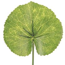 daiktų Galax Urceolata lapai dirbtiniai žali Ø10cm L23cm 12 vnt