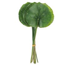 daiktų Galax Urceolata lapai dirbtiniai žali Ø10cm L23cm 12 vnt