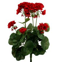 Geraniumo krūmas raudonas 36 cm