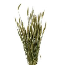 daiktų Miežių grūdų dekoravimas sausas dekoravimas natūralus 80cm ryšelis 1 vnt