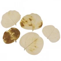 daiktų Džiovintų lapų dekoravimas Moneta sausas floristinis kremas 100g