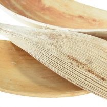 daiktų Kokoso kevalai, balinti kokoso lapai, 22-42cm, 25 vnt.