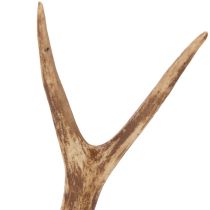 daiktų Dirbtiniai ragai, tikroviški, kaimiški, 32 cm