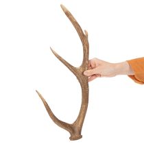 daiktų Dekoratyviniai dirbtiniai elnių ragai, kaimiško stiliaus namelio puošmena, 50 cm