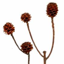 Glabrum II (1) 25vnt