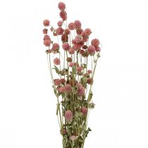 Amarantas, Gomphrena Globosa, vasarinė gėlė, sausa gėlė rožinė L49cm 50g