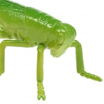 daiktų Žiogas žalias 11cm 1 vnt