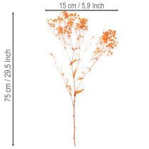 daiktų Džiovintų gėlių puokštė „Gypsophila“ 75 cm 100 g