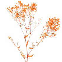 daiktų Džiovintų gėlių puokštė „Gypsophila“ 75 cm 100 g