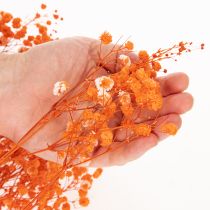 daiktų Džiovintų gėlių puokštė „Gypsophila“ 75 cm 100 g