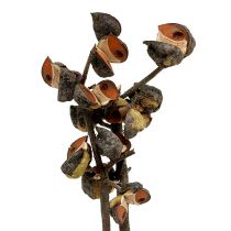 daiktų Hakea medium natural 5-9 galvutės šakoje 20 vnt