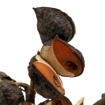 daiktų Hakea medium natural 5-9 galvutės šakoje 20 vnt