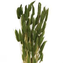 daiktų Kiškio uodegos žolė Lagurus Džiovinta žalia 50-60cm 50g