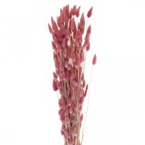 daiktų Triušio uodegos žolė Lagurus džiovinta šviesiai rožinė 60cm 50g
