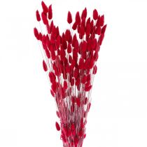 daiktų Triušio uodegos žolė Lagurus džiovinta raudona 60cm 50g