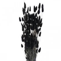 daiktų Triušio uodegos žolė Lagurus džiovinta juoda 60cm 50g