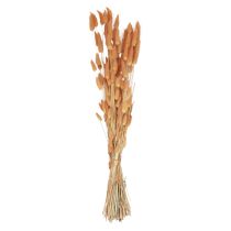 daiktų Kiškio uodegos žolė Lagurus džiovinti abrikosai 55-60cm 50g
