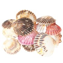daiktų Tuščios kriauklės natūralaus lukšto dekoracijoje 3cm–5cm 300g