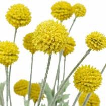 Būgnai geltonos dirbtinės Craspedia šilko gėlės