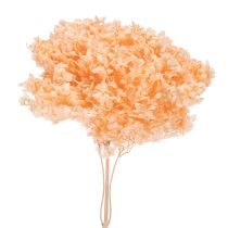 daiktų Džiovintų hortenzijų puokštė elegantiškoms namų dekoracijoms, 65 cm