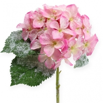 Rožinė hortenzija su sniego efektu 25cm