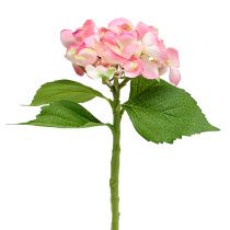 Rožinė hortenzija 33 cm