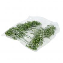 daiktų Hortenzijos pumpurų rinkinys 22cm žalias 12 vnt