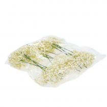 daiktų Hortenzijos pumpurų rinkinys 22cm kremas 12vnt