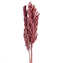 Indijos kukurūzų džiovintos gėlės Indian Corn Pink 75cm 3vnt