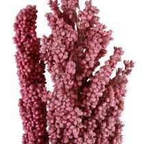 Indijos kukurūzų džiovintos gėlės Indian Corn Pink 75cm 3vnt
